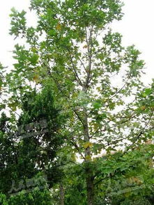 太空育種新篇章 三峽鵝掌楸搭乘神七開啟珍稀林木保護(hù)新征程