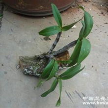 奇根共舞，古木相依 品鑒粗壯精品野生翅梗石斛的盆景藝術(shù)