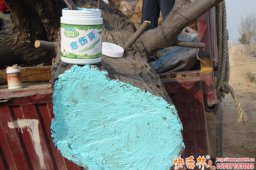 科學(xué)護(hù)理植物傷口 從樹木修剪到蔬菜培育的傷口保護(hù)指南