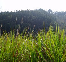 福建省頂信拍賣公司 探索林木與花卉拍賣的多元化發(fā)展